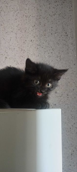 Котята от британки