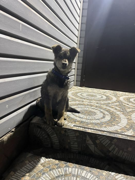 Щенок мальчик звоночек