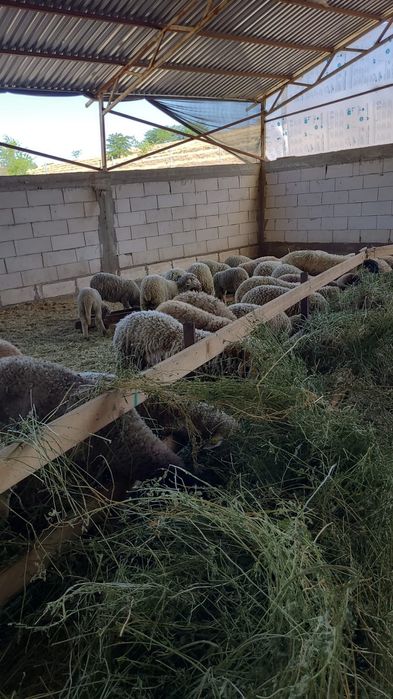 Vând oi Merinos de Palas și Carabase de Teleorman