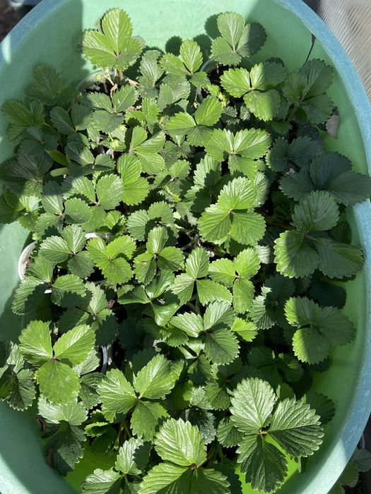 Продам заденцы клубники