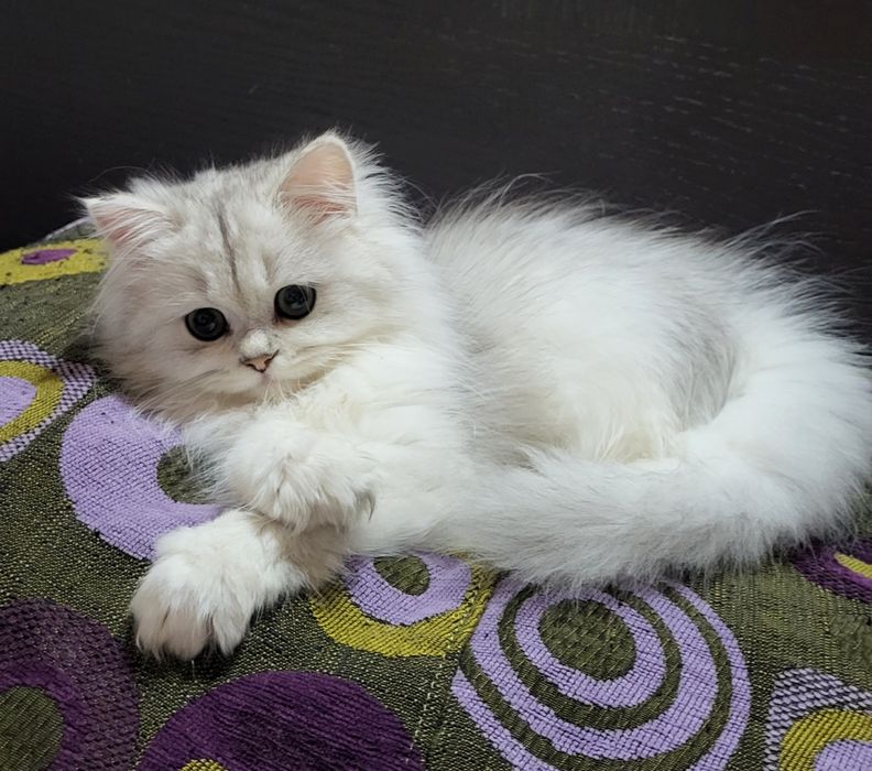 British shorthair