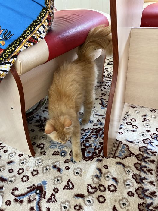 Отдам в добрые руки кота