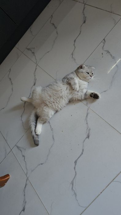 Серебристый шиншилла девичка тоза парода