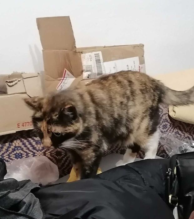 Ofer spre adoptie pisicuta in varsta de 4 ani