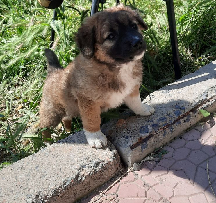 Отдам щенка девочку