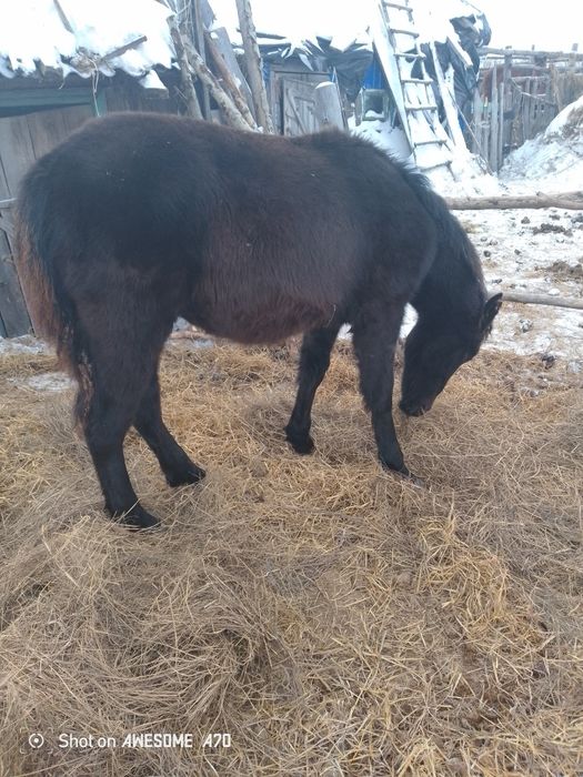 Продам кобылку 6 месяц цена 300