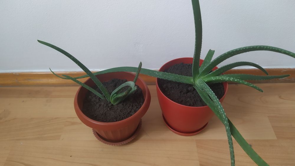 Алое вера комнатные