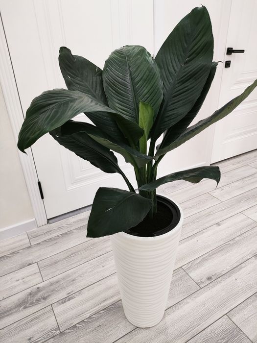 Растения для дома, офиса,школ. Доставка