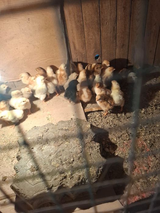 Продаю птицы домашние