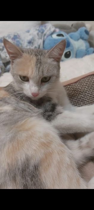 Кошечка в добрые руки.