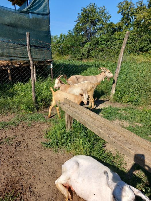Iede și iezi din capre exclusiv de lapte,poze reale!