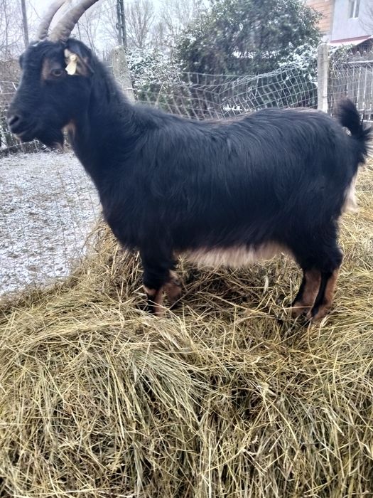 Vînd o capră și douo iedițe gemene