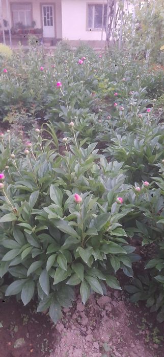 Pion gullar.пион