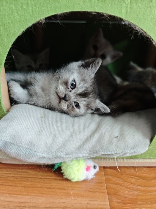 Продаются шотландские котятки