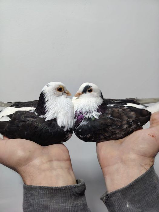 40 lei  bucata jucători