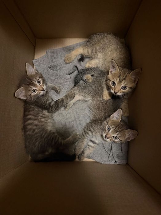 Котята бесплатно