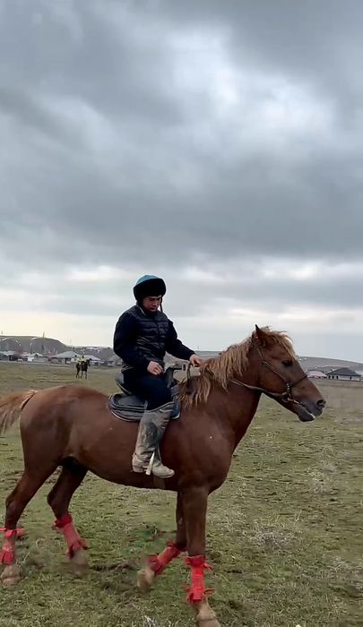 Шымкент жылқы сатылады