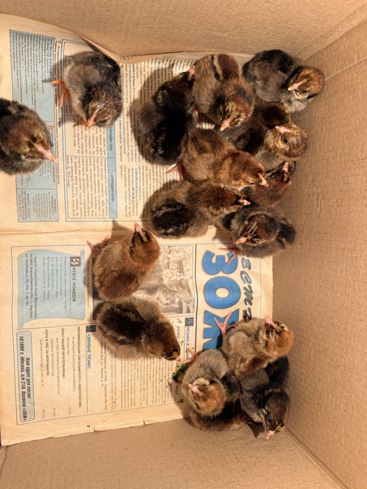 Суточные цыплята