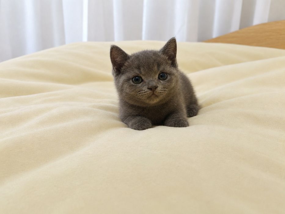 Британска късокосместа котка