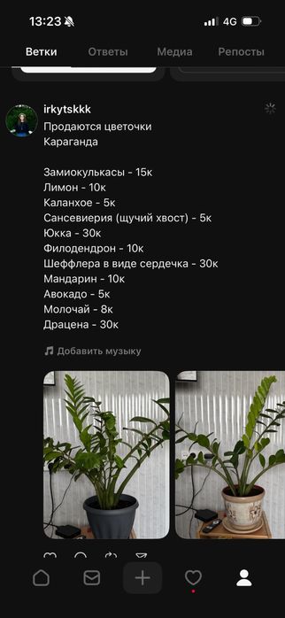 Растения комнатные
