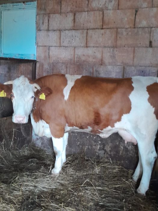 Vind vacă bălțată de 3 ani