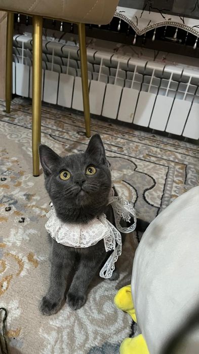 Котёнок британская