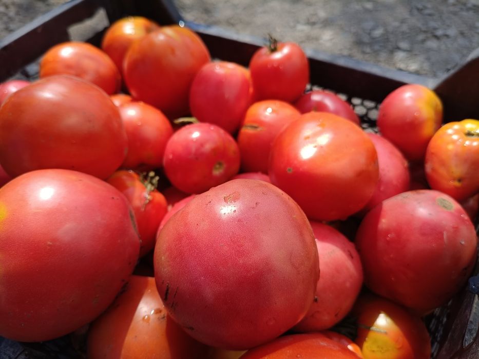Домашный помидор бычье сердце.
