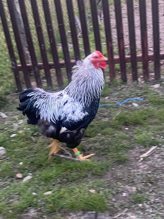 Cocoși de rasă!.