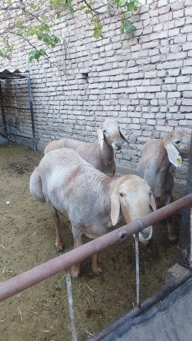 Киргиз Арашан кучкорлар сотилади