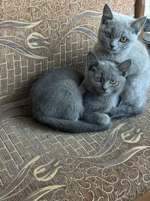 Отдам красивых котят