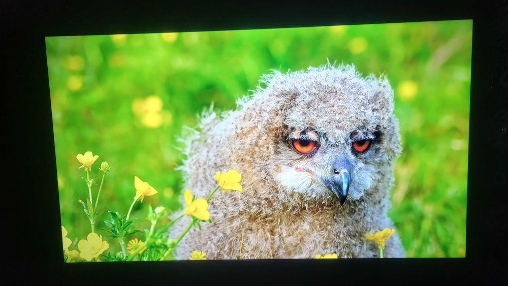 Идеальный 4K Smart TV TCL 43" (Google TV)