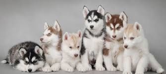 Отдам щенят в хорошие руки