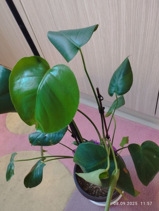 монстера в саксия