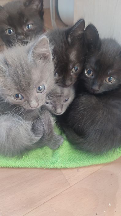 Отдам котят в хорошие руки