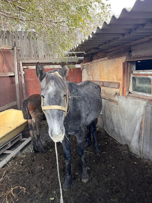 Продам кобылу с жеребенком(жеребёнок девочка)