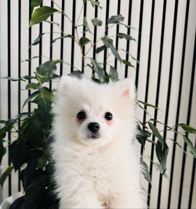 Шпиц девочка 3,5 месяца