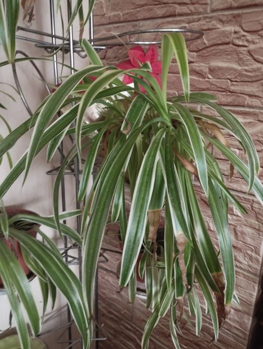 Продам срочно цветы