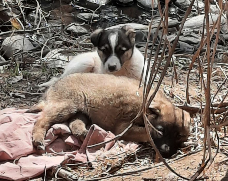 Отдаём, в добрые руки