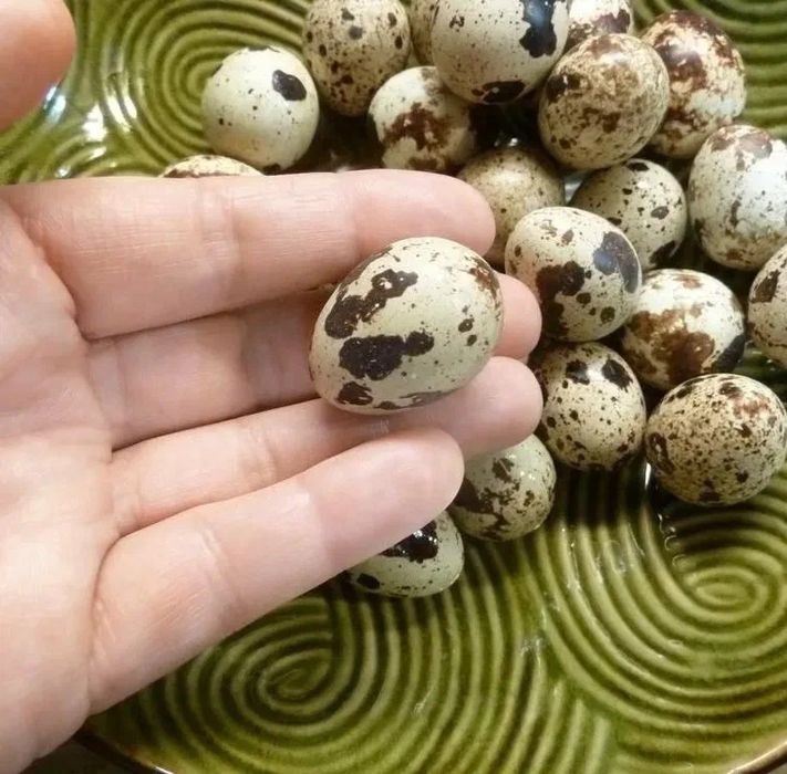 Перепелиное яйцо