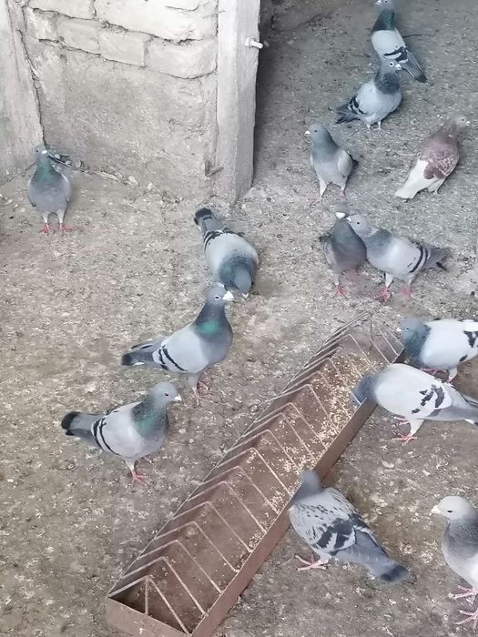 De vanzare porumbei voiajori