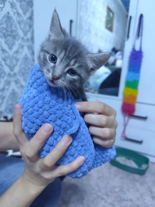 Котята милашки...