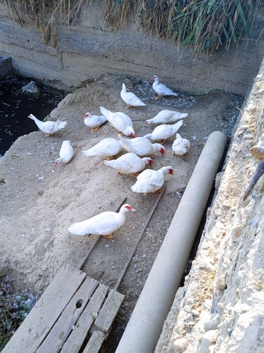 ИНДОУТКИ(готовый бизнес)