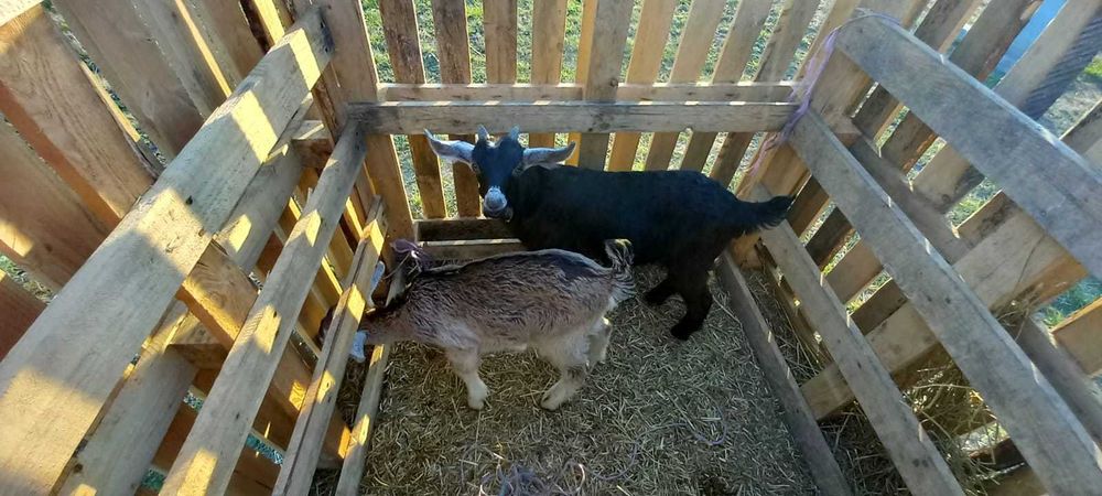 Capre Anglonubiene și Alpine cu iezi !