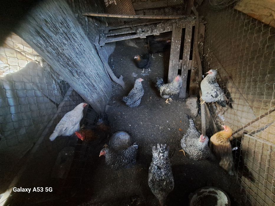 Кур и петухов продам