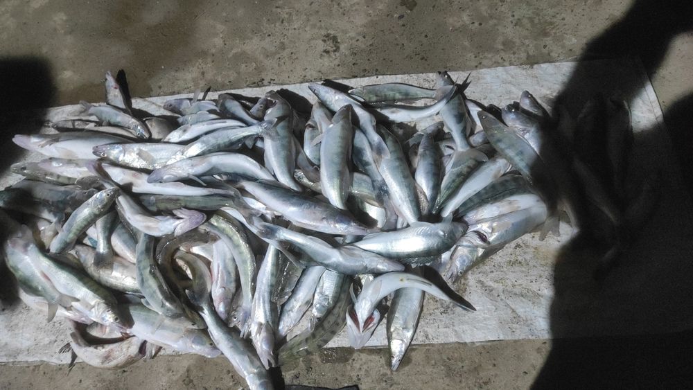 Судак балығы сатылады