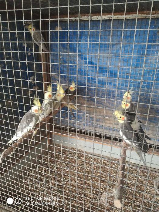 Uyda boqiladigan totiqushlar