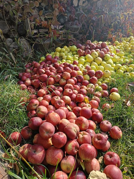 Яблочный уксус домашний