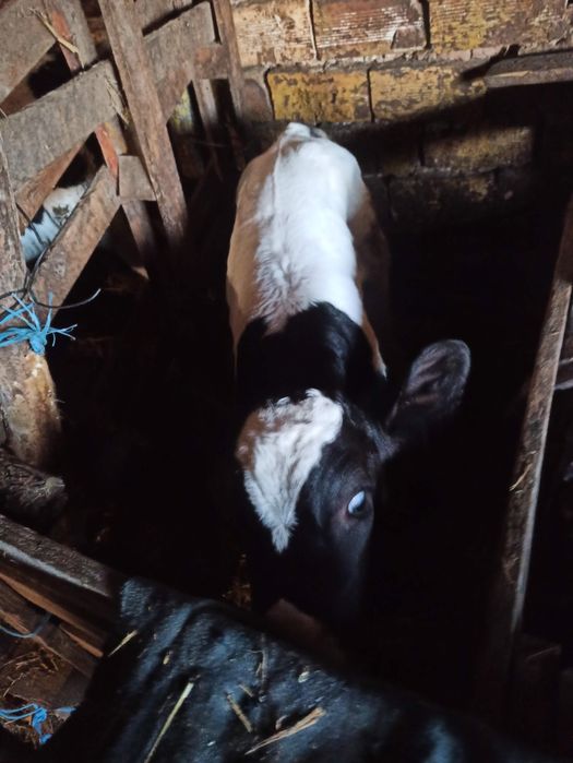 Телета сукалчета