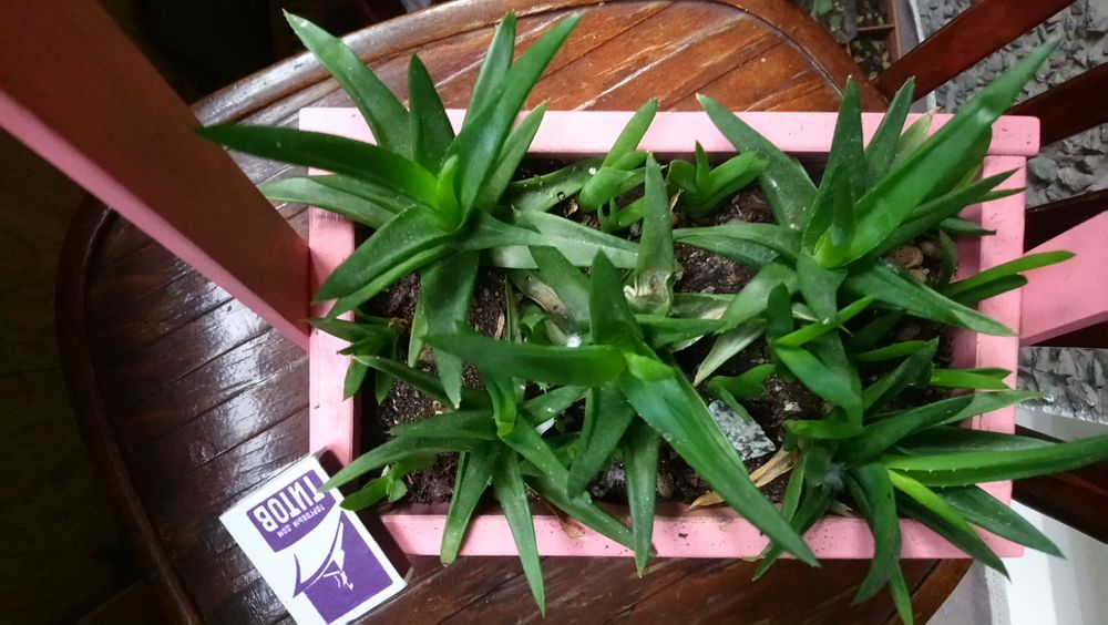 Алое, сорт черное сокровище, суккулент