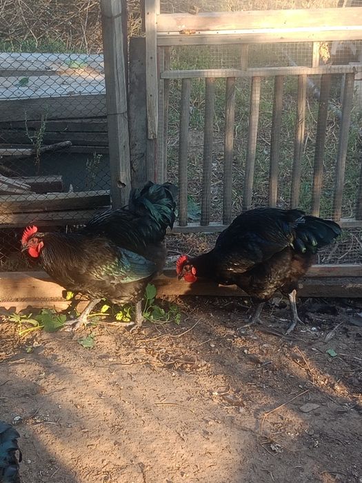 Продам Джерскый геган петуха